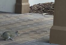 طرق فعالة لمكافحة الفئران في الرحاب: أضرارها ووسائل المعالجة